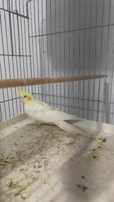 Dişi Mutasyon Pf Sultan Papağanı