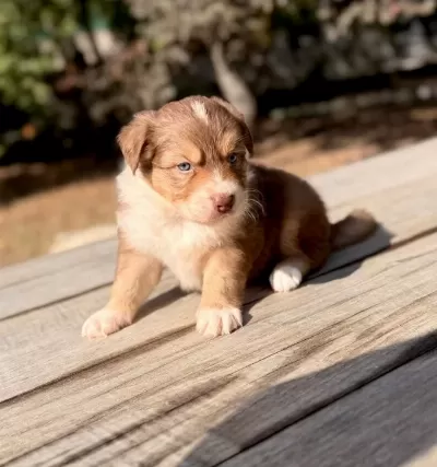 Aussie Avustralya Çoban Köpeği