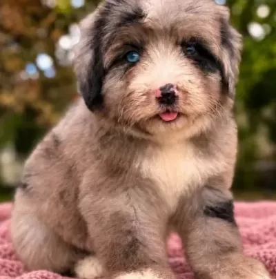 Mavi Gözlü Bernedoodle Yavru