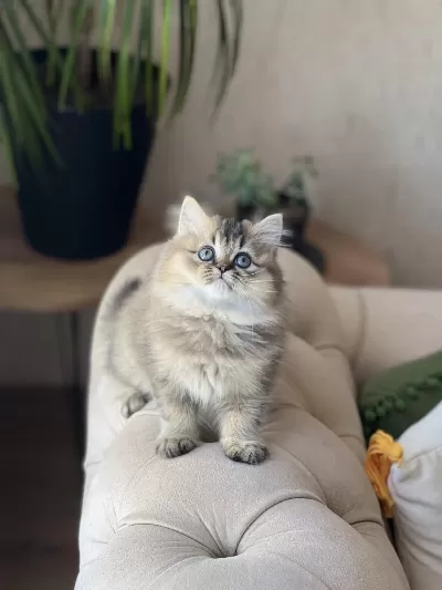 Mükkemmel Kalite British Longhair Golden Black Yavrum