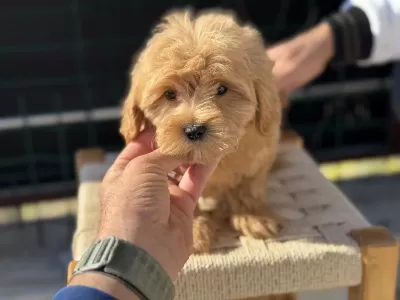 Show Kalite Poodle Ayarında Maltipoo Yavrularımız