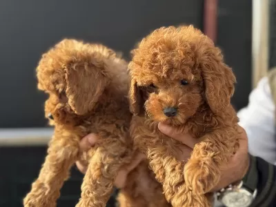 Yasal Ruhsatlı Çifrlikde Ziyarete Açık Toy Poodle