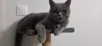 British Shorthair Maya Kizimiza Kalici Yuva