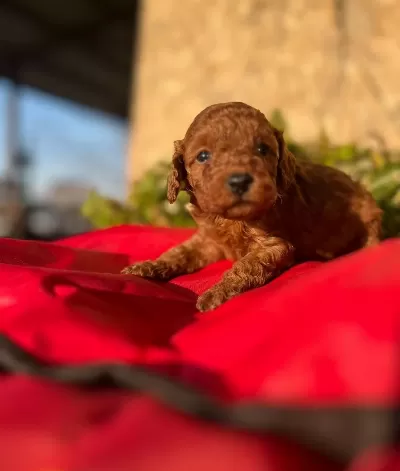 Peluş Oyuncak Ile Karıştırılan Bebeklerim