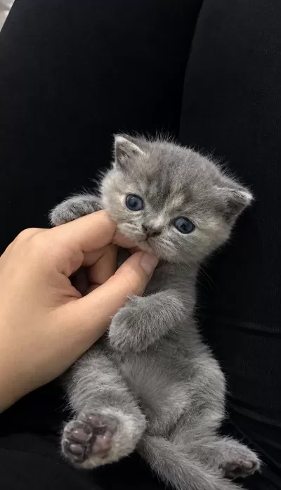 2 Aylik Dişi British Shorthair Yavru