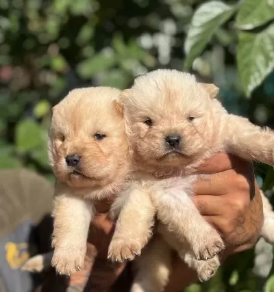 Irk Ve Sağlik Garanti̇li̇ Chow Chow Çin Aslanı Yavrularım