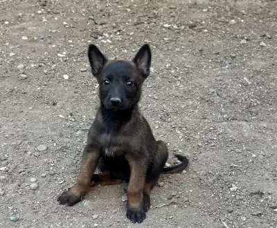 A Kalite Belçika Malinois Yavrular