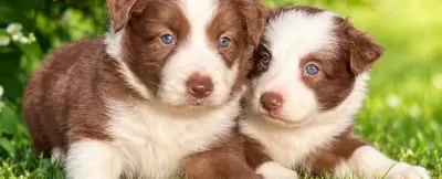 Çikolata Beyaz Chocolate Border Collie Yavrular