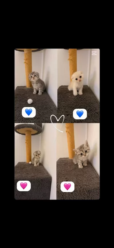 51 Günlük Scottish Fold Ve British Bluepoint