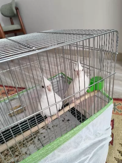 Albino Sultan Papağanı 3 Aylık