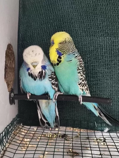 5 Muhabbet 1 Forpus Papağanı Uyguna Verilecektir