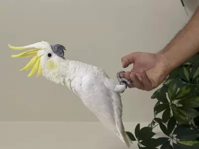 Sülfür Kakadu 81 İle Gönderim Mevcut