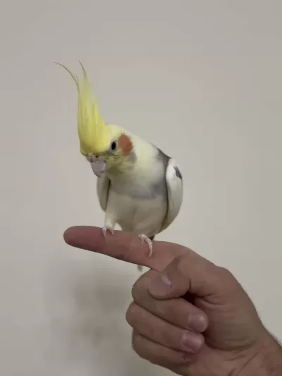 Konuşan Sultan Papağanımız Limon 81 İle Gönderim Mevcut