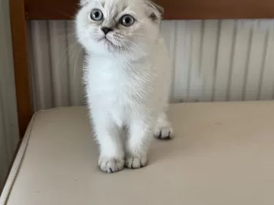 En Güzel Scottish Fold Yavrumuzu Canlı Görün