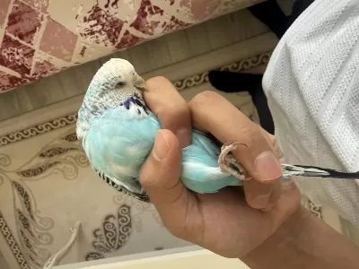 Jumbo Dişi Muhabbet Kuşu