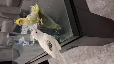 Evcil Eğitimli Sultan Papağanı Yavruları