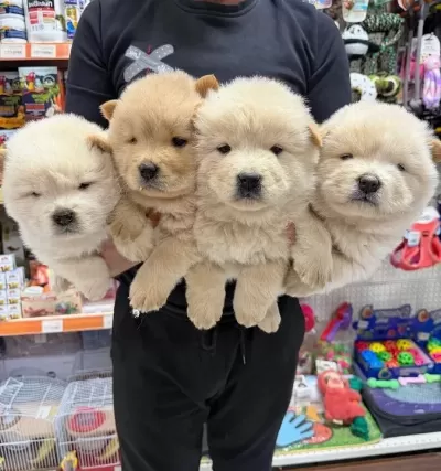 Erkek Dişi Chow Chow Bebekler
