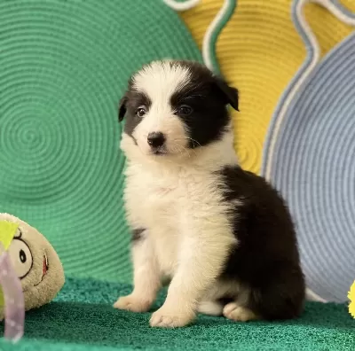 Zeka Küpü Border Collie Yavrular
