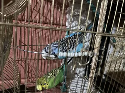 Pazarlık Olur Ele Kola Alışkın Muhabbet Kuşu