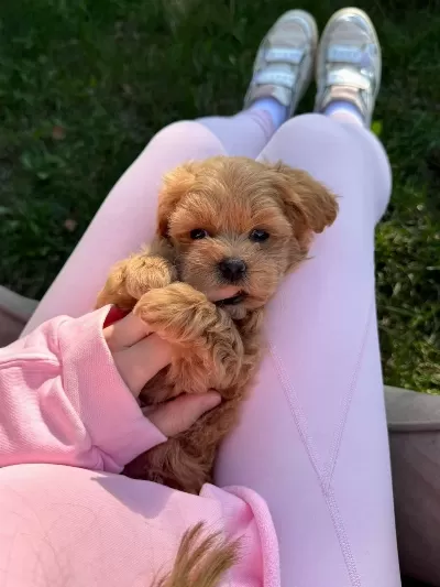 Maltipoo Yavrularımız