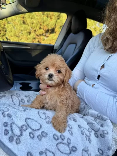 Maltipoo Yavrularımız