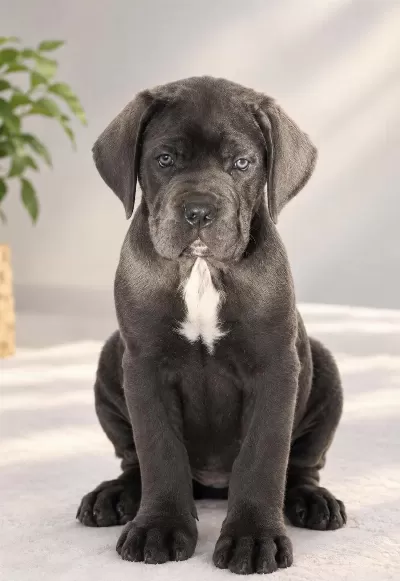 Heybetli İrk Garantili Cane Corso Yavrular