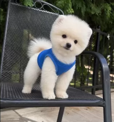 Orıjınal Boo