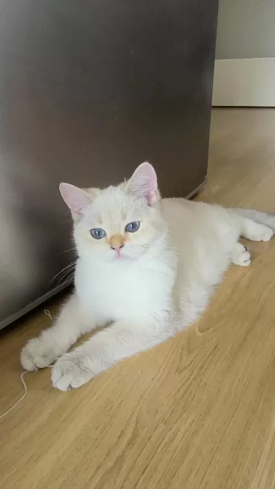 5 British Shorthair Golden Point Erkek