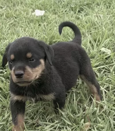Rottweiler Safkan Köpeğimiz