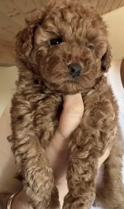 Toy Poodle Eğitimli Köpeğimiz İçin Ulaşiniz