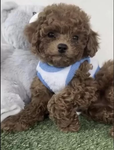 Harika Toy Poodle Yavru