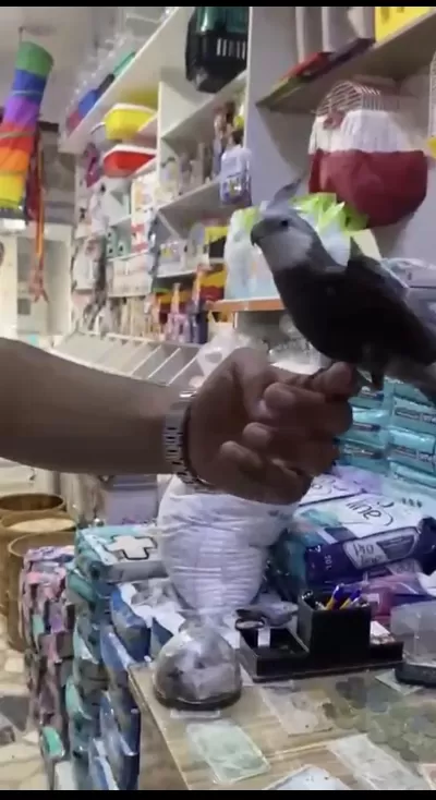 Evcil Konuşan Sultan Papağanı
