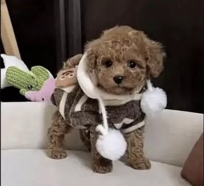 Toy Poodle Sağlikli Köpeğimiz İçin Ulaşin