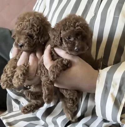 Harika Toy Poodle Köpeği