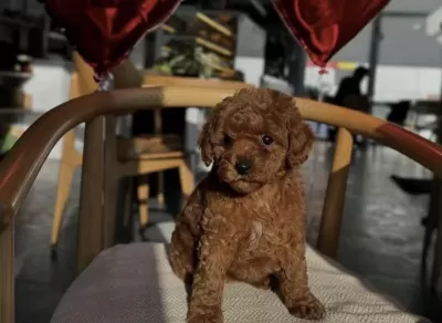 Toy Poodle Yavru İçin Ulaşin