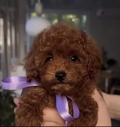 Toy Poodle Köpeğimiz İçin Ulaşin
