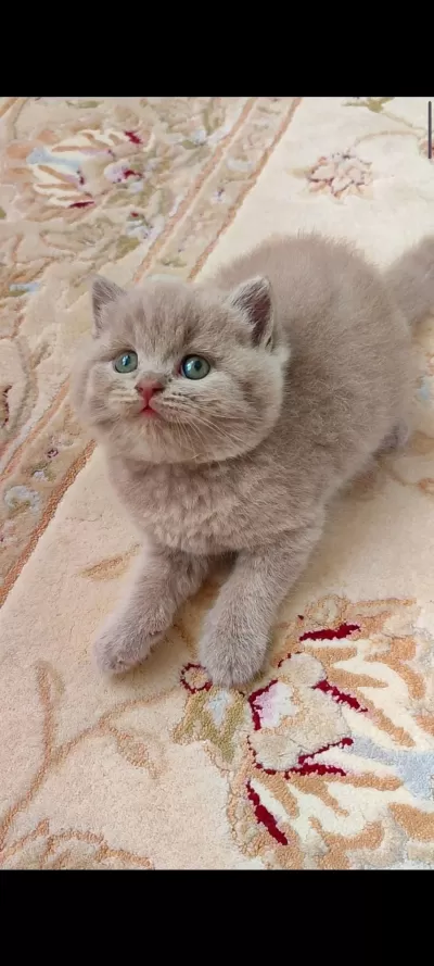 Gri Lilac Dişi Erkek Yavru Kediler
