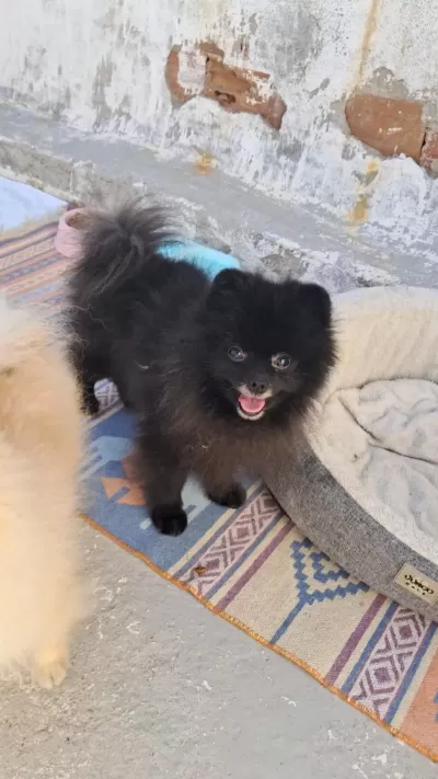 Siyah Pomeranian Yavrumuz 6 Aylık