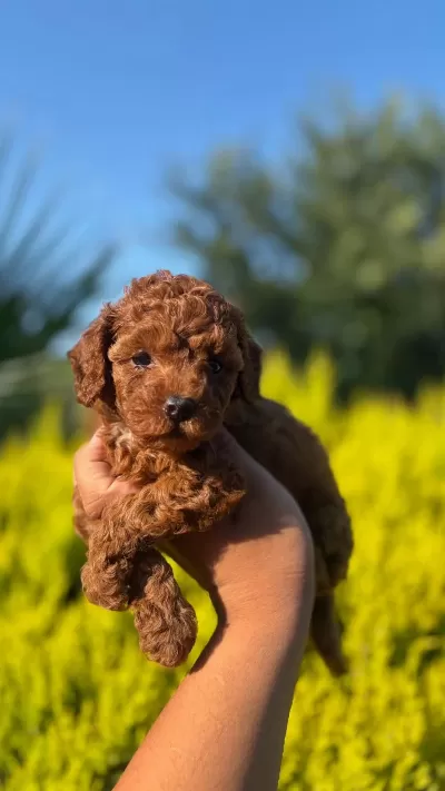 Kaliteli Poodle Bebişlerimiz