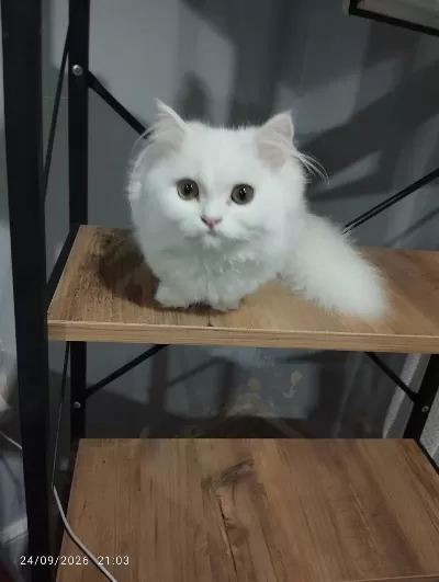 4 Aylık Aşılı Yavru Kediler Yeni Yuvasını Bekliyor