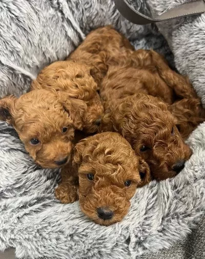 Güzelliğin Tanimi Toy Poodle Bebekler