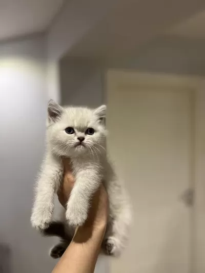 Güzeller Güzeli British Shorthair Yavrularim