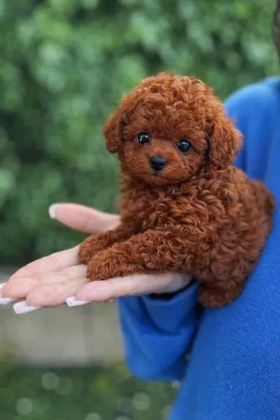 Ruhsatli Üretimden Red Toy Poodle Yavrularim