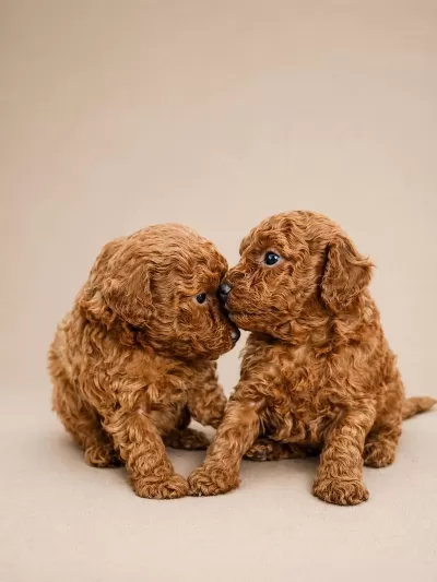 Sevimli Poodle Yavrularimiz