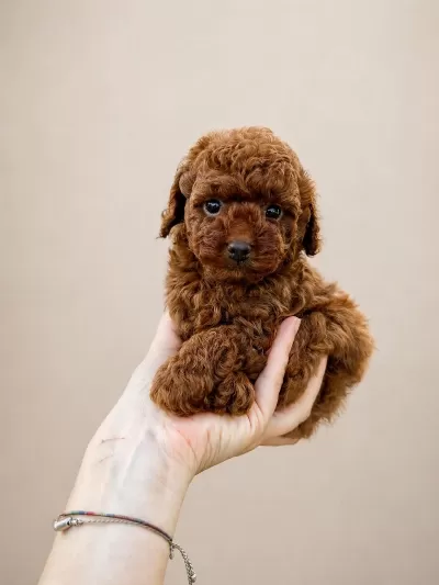 Sağlikli Ve Safkan Poodle Yavrular