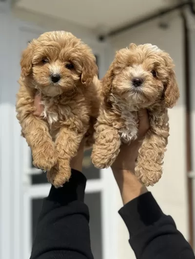 Ankarada Ziyarete Açık Mini Maltipoo Yavrularımız