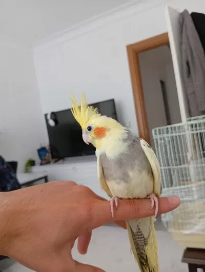 6 Aylık Erkek Ele Alışık Sultan Papağanı Babacık Diyor