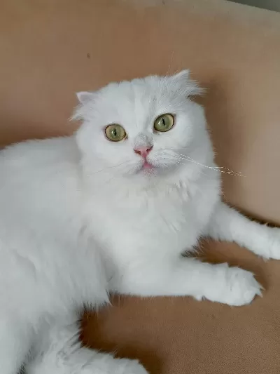 Beyaz Scottish Fold Kedisi