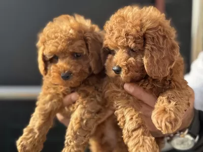 Show Kalite Toy Poodle Yavrularımız Aşılı Pasaportlu