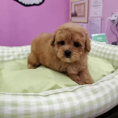 İrk Garantili Maltipoo Yavrulari